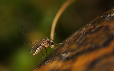 PIE Center impacts mosquito control communication in Florida