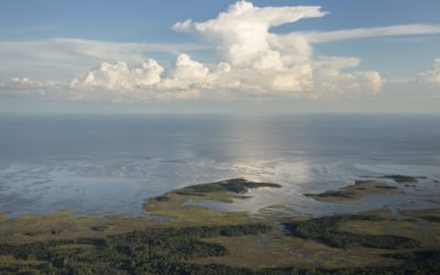 Harmful Algal Blooms in Florida: An overview of new informational resources and how you can use them