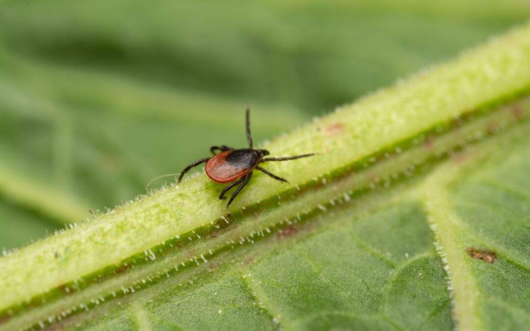 Let’s Talk about Ticks: Combatting Tickborne Diseases with Social Science Research and Outreach